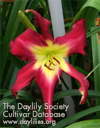 Daylily Whip City Coochie Coochie Coo